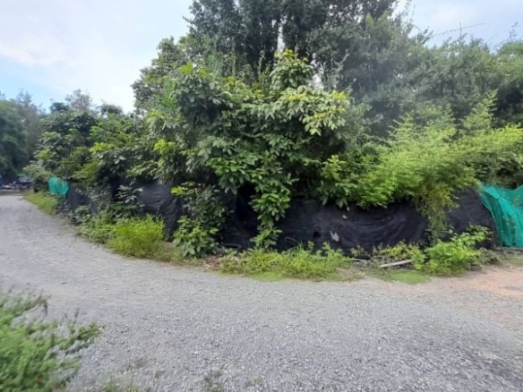 For Sale: 620sqm Beautiful Land near Chaiyaphruek Road